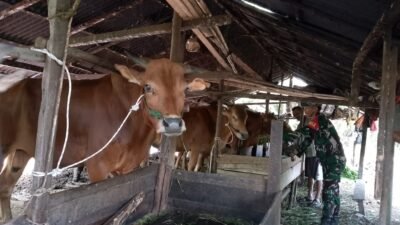 Eratkan Silaturahmi, Babinsa Koramil 04/Jawai Komsos Bersama Warga Peternak Sapi
