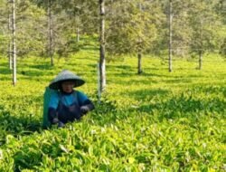 Kisah Kartini, Pemetik Teh yang Jadi Cerminan Ketangguhan SDM Holding Perkebunan Nusantara