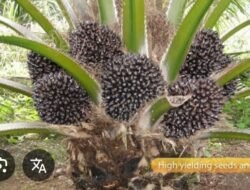 PTPN IV Regional V Klarifikasi Selisih Harga TBS Sawit di Kalbar