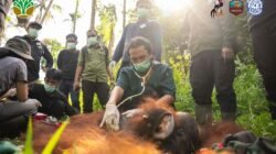 Translokasi Orangutan di Kayong Utara Sebagai Langkah Mitigasi Konflik dan Penyelamatan Satwa