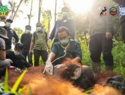 Translokasi Orangutan di Kayong Utara Sebagai Langkah Mitigasi Konflik dan Penyelamatan Satwa