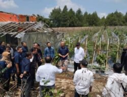 Holding Perkebunan Nusantara melalui PTPN I Gandeng Jinxiang Corp Kembangkan Budi Daya Bawang di Jawa Barat