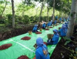 Holding Perkebunan Nusantara Terus Perkuat Daya Saing Global, Ekspor Kopi Ijen PalmCo Tembus AS dan Inggris