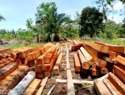 Oknum ASN PUPR Kapuas Hulu Diduga Miliki Sawmil Kayu Olahan Tanpa Ijin