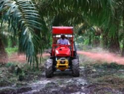 Holding Perkebunan Nusantara Genjot Produktivitas, Kebun Air Molek 2 Lakukan Peremajaan Sawit