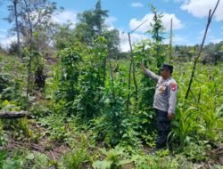 Komitmen Polsek Marikit Dukung Kebijakan Pemerintah di Bidang Ketahanan Pangan