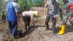 Wujud Nyata Dukung Program Ketahanan Pangan, Polsek Pulau Hanaut Bersama Poktan Tanam Jagung Kuartal II Tahun 2026.