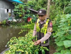 Perkuat Ketahanan Pangan, Polsek Kapuas Barat Tinjau Pekarangan Hortikultura di Mandomai