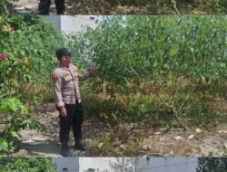 Polsek Kapuas Tengah laksanakan giat Pengecekan Pekarangan lahan kebun Desa Jangkang