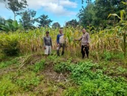 Bhabinkamtibmas Polsek Tanah Siang Pantau Panen Jagung Warga, Wujud Dukungan Polri Terhadap Ketahanan Pangan Nasional
