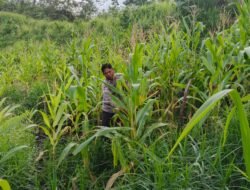 Bhabinkamtibmas Polsek Laung Tuhup Sambangi Lahan Jagung Warga Binaan