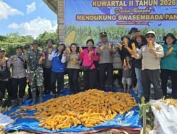 Polsek Permata Intan Gelar Panen Raya Jagung Serentak Kuartal II Dukung Swasembada Pangan 2026