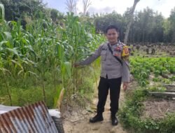Dukung Program 1 Desa 1 Hektar, Polsek Murung Cek Lahan Jagung Hibrida Kel. Beriwit Puruk Cahu