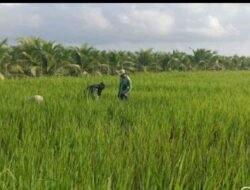 Babinsa Parit Baru Komsos Bersama Petani, Dukung Ketahanan Pangan Wilayah