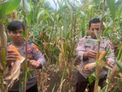 Dukung Ketahanan Pangan, Bhabinkamtibmas Tanah Siang Panen Jagung Bersama Warga Kel. Saripoi