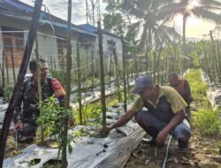 TNI Bersama Rakyat, Babinsa Koramil 1002-07 Bantu Warga Rawat Cabe