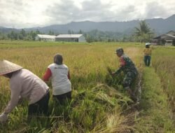 Penuh Keakraban, Babinsa Koramil Muara Uya-Jaro Panen Padi Bersama Petani Desa Nalui