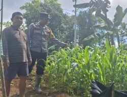 Bhabinkamtibmas Polsek Permata Intan Cek Berkala Perkembangan Kebun Jagung Warga Binaan