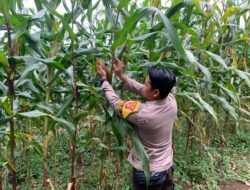 Dukung Ketahanan Pangan, Bhabinkamtibmas Tanah Siang Bersama Warga Cek Perkembangan Lahan Jagung