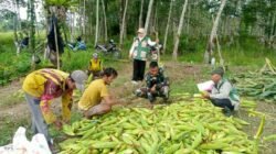 Petani Desa Ayuang Ucapkan Terima Kasih atas Pendampingan Babinsa Saat Panen Jagung