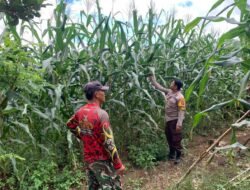 Dukung Ketahanan Pangan, Bhabinkamtibmas Tanah Siang Cek Berkala Perkembangan Lahan Jagung Warga Desa Karali