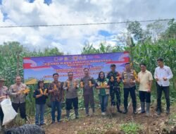 Polres Murung Raya Panen Raya Jagung Serentak Kuartal II Tahun 2026 di Desa Karali II