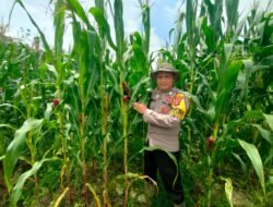 Dukung Program Swasembada Pangan, Bhabinkamtibmas Polsek Murung Cek Lahan Jagung Hibrida Kel. Beriwit Puruk Cahu