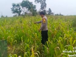 Dukung Swasembada Pangan, Bhabinkamtibmas Polsek Murung Cek Berkala Perkembangan Lahan Jagung Hibrida Di Desa Danau Usung