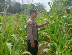 Dukung Ketahanan Pangan, Bhabinkamtibmas Polsek Tanah Siang Cek Perkembangan Lahan Jagung Warga Binaan