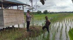 Giat Monitoring Dan Pendampingan Pemanfaatan Lahan Pekerangan Dalam Rangka Implementasi Asta Cita Presiden Republik Indonesia Dalam Bidang Ketahanan Pangan Oleh Polsek kapuas Hilir Polres Kapuas
