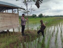 Giat Monitoring Dan Pendampingan Pemanfaatan Lahan Pekerangan Dalam Rangka Implementasi Asta Cita Presiden Republik Indonesia Dalam Bidang Ketahanan Pangan Oleh Polsek kapuas Hilir Polres Kapuas
