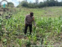 Dukung Swasembada Pangan, Bhabinkamtibmas Polsek Murung Cek Perkembangan Lahan Jagung Di Desa Binaan