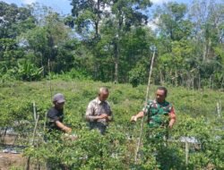 Kepala Desa Apresiasi Pendampingan Babinsa terhadap Petani Hortikultura