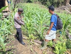 Bhabinkamtibmas Polsek Permata Intan Cek Berkala Perkembangan Kebun Jagung Warga Tumbang Lahung