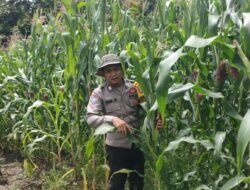 Bhabinkamtibmas Polsek Murung Cek Berkala Lahan Jagung Hibrida Warga Kel. Beriwit Puruk Cahu