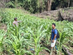 Polsek Permata Intan Intens Cek Perkembangan Kebun Jagung Warga Tumbang Lahung