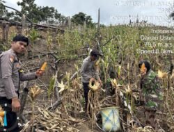 Dukung Ketahanan Pangan, Bhabinkamtibmas Polsek Murung Panen Jagung Bersama Warga Bahitom
