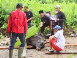 Idul Adha 1447 H, Polres Murung Raya Kurban 7 Ekor Sapi dan 7 Ekor Kambing