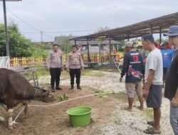 Polsek Kapuas Tengah Kurban 1 Ekor Sapi dan 1 Ekor Kambing dalam rangka Hari Raya Idul Adha 1447 H/2026 M