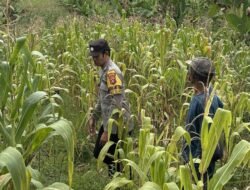 Bhabinkamtibmas Sambangi Lahan Jagung Hibrida Warga Binaan, Dukung Program Swasembada Pangan