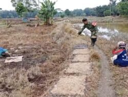 Babinsa Koramil Barabai Bantu Petani Semai Bibit Padi di Desa Babai