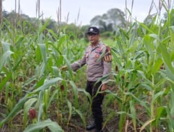 Dukung Ketahanan Pangan, Polsek Kapuas Barat Cek Budidaya Jagung di Desa Saka Mangkahai