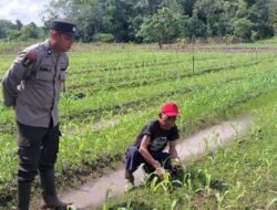 Dukung Swasembada Pangan, Polsek Kapuas Barat Pantau Budidaya Jagung di Desa Anjir Kalampan