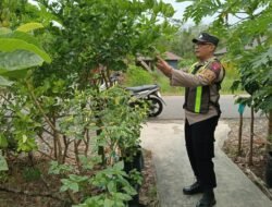 Dukung Ketahanan Pangan, Polsek Kapuas Barat Pantau Perkembangan Kebun Lombok di Mandomai