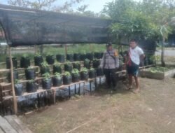 Akselerasi Ketahanan Pangan, Polsek Kapuas Barat Pantau Progres Budidaya Hortikultura di Saka Mangkahai