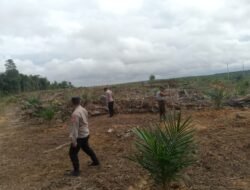 Dukung Asta Cita Presiden, Polsek Manuhing Tanam Jagung Hibrida di Lahan 4 Hektar Desa Belawan Mulia