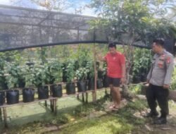Dukung Swasembada Pangan, Polsek Kapuas Barat Tinjau Budidaya Cabai di Desa Saka Mangkahai