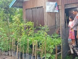 Polsek Kapuas Barat Tinjau Pekarangan Pangan Bergizi di Desa Penda Ketapi