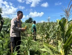 Polsek Seruyan Hilir Lakukan Pengecekan Lahan Jagung Jelang Panen Serentak Kuartal I 2026
