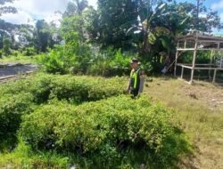 Dukung Ketahanan Pangan, Polsek Kapuas Barat Sambangi Budidaya Cabai di Mandomai